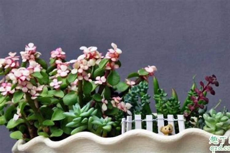 茉莉花追肥用什么肥料好