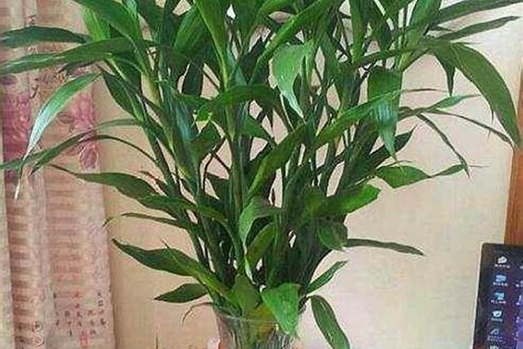 富贵竹要加什么肥料