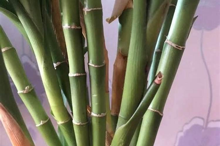 我在刚买来的富贵竹(瓶插水培,没长根)放了两粒复合肥,这样可以吗？请高 ...