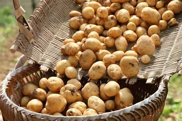 土豆使用啥肥料色黄