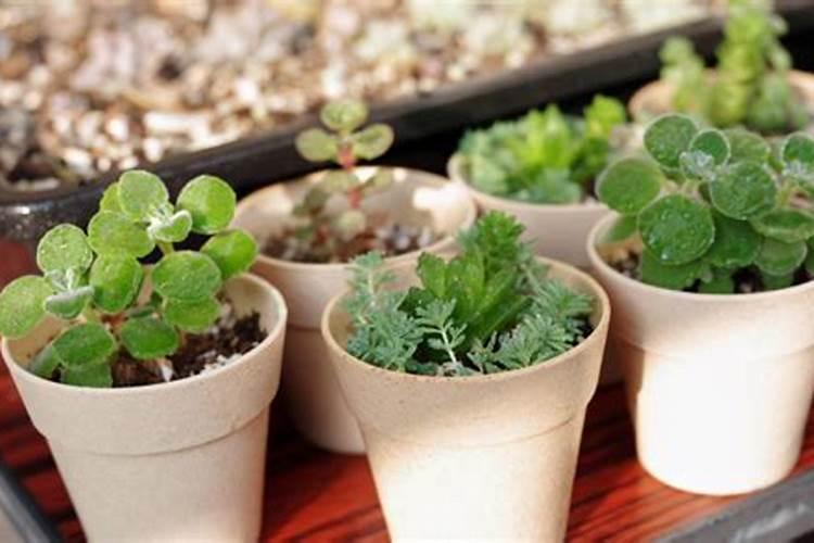 芸苔素和多菌灵能混用吗？