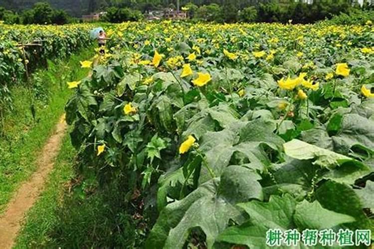 复合肥施肥在雨前还是雨后好 下雨天可以施用吗