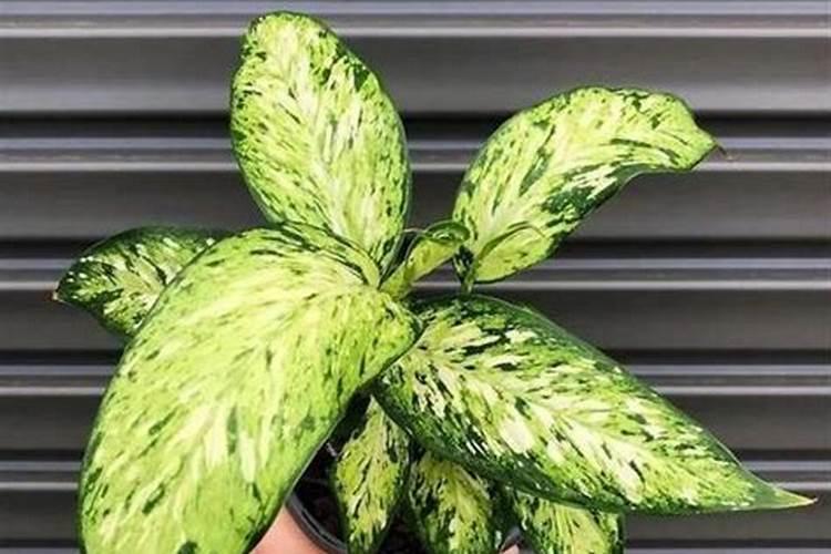 有机肥里C/N代表什么·？