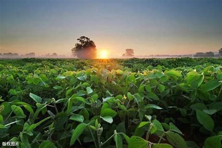 氮肥和磷钾肥能一起用吗 氮肥可以促进植物什么生长