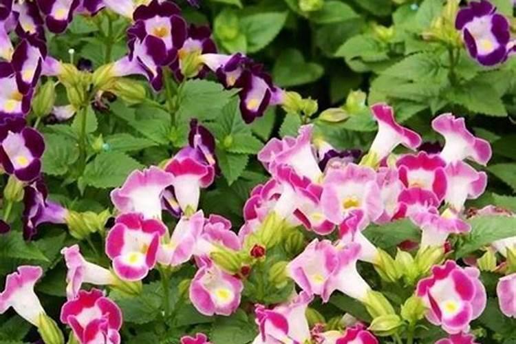 夏堇花的养殖方法