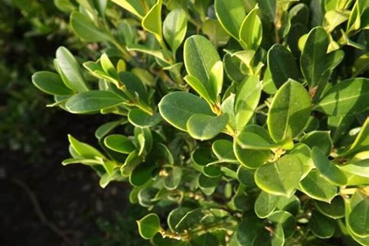 河南花生主产区分布 附花生种植方法和步骤