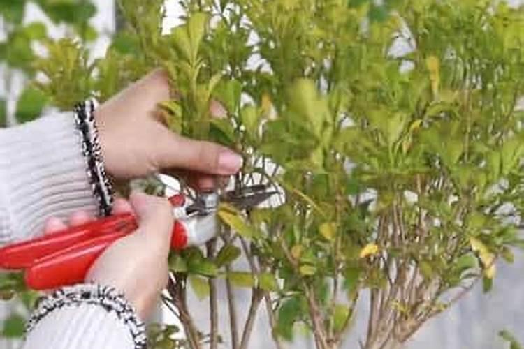 南瓜开花结果需要什么肥料 如何施肥更高产