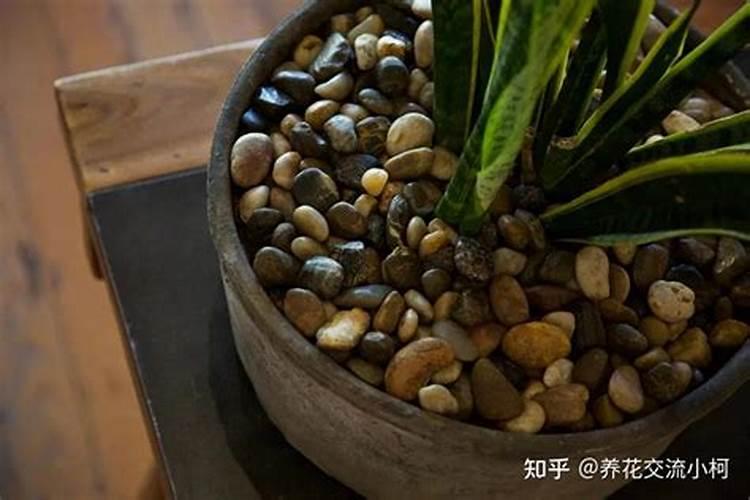 大麦种子几月播种最好 多少钱一斤 一亩地多少斤