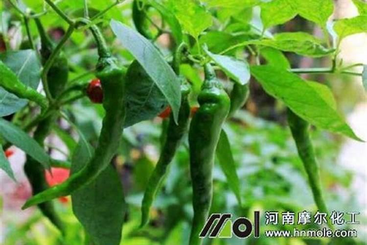 长辣椒了还要施肥吗