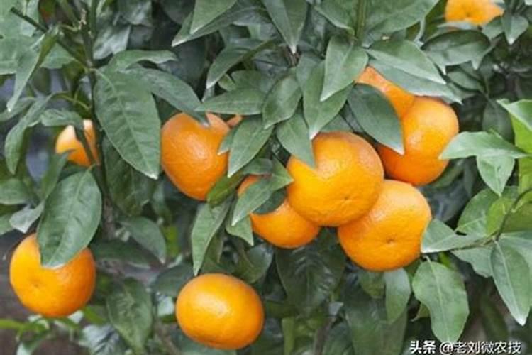 新手小白如何选购富士相机