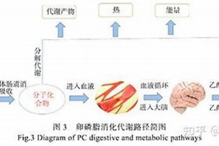 栽果树前要不要施底肥