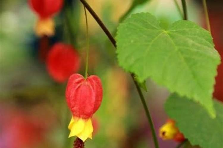 灯笼花浇什么肥料合适