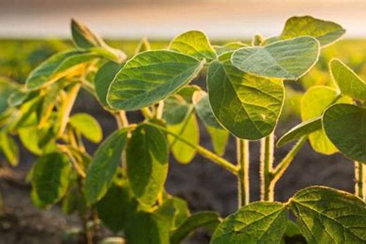 黄豆怎样做花肥黄豆可以直接做肥料吗