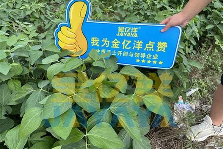野因氏胶囊厂家靠谱吗？