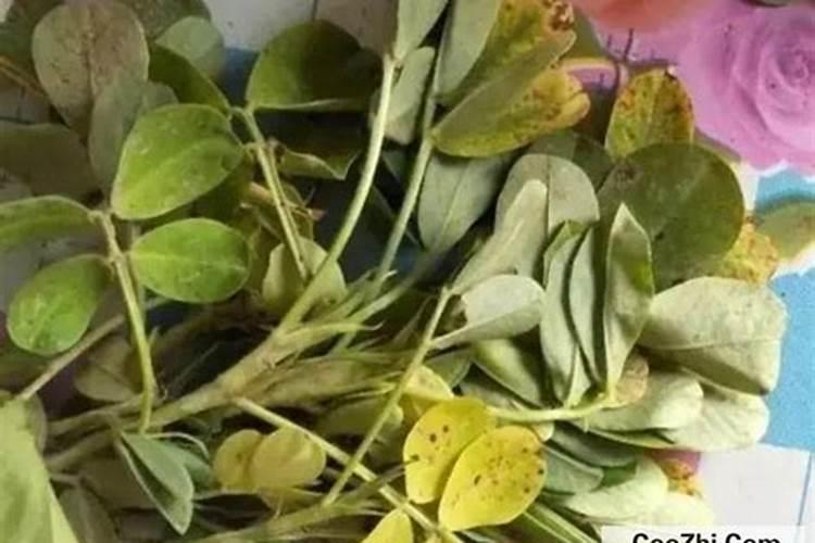 花生出现黄叶症状,多是哪些原因导致的？
