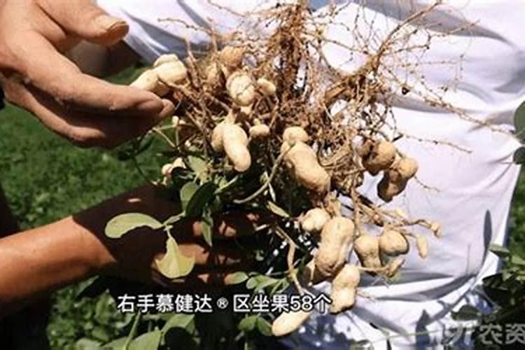 花生没有下底肥种的情况下