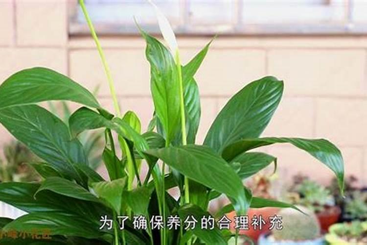 有哪些方法能使鱼粉的味道更好？