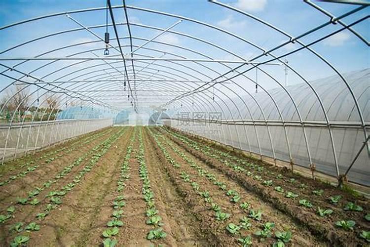 大棚青菜喷尿素和复合肥过多菜叶被烧焦了用什么药能急救