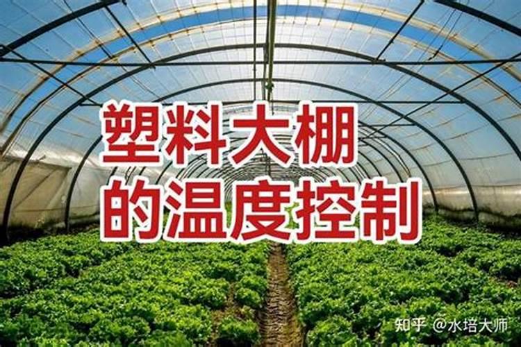 冬季大棚蔬菜用什么样的水溶肥效果比较好？