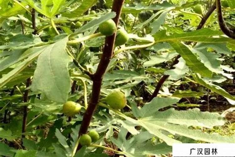 白兰花用什么肥料最好(白兰花怎么施肥长得快开花多)