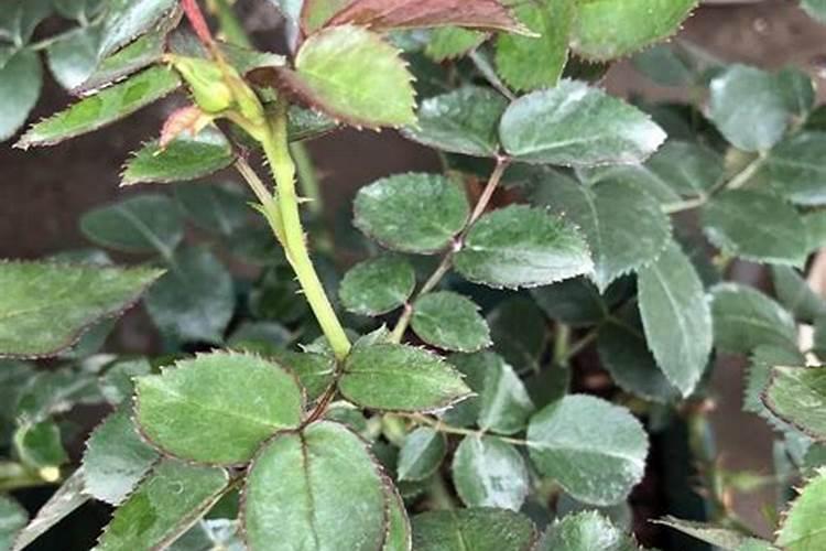 茶花施肥用什么肥料最好 用复合肥施肥长得快