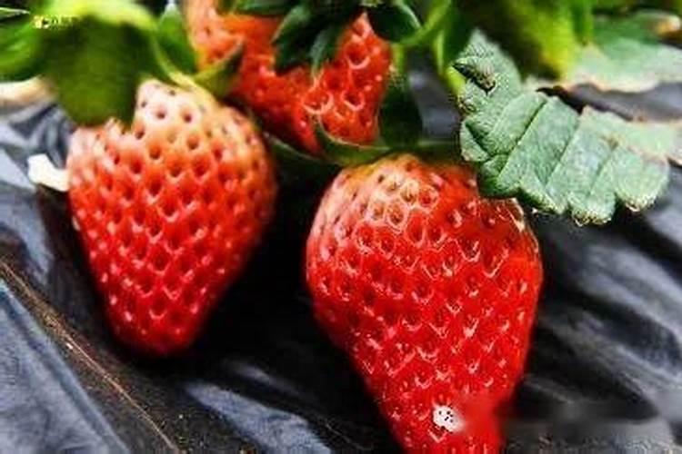 脆蜜金桔种植技术与管理