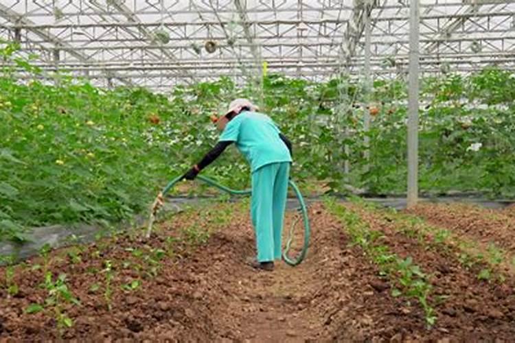 大棚西葫芦冲施什么肥好