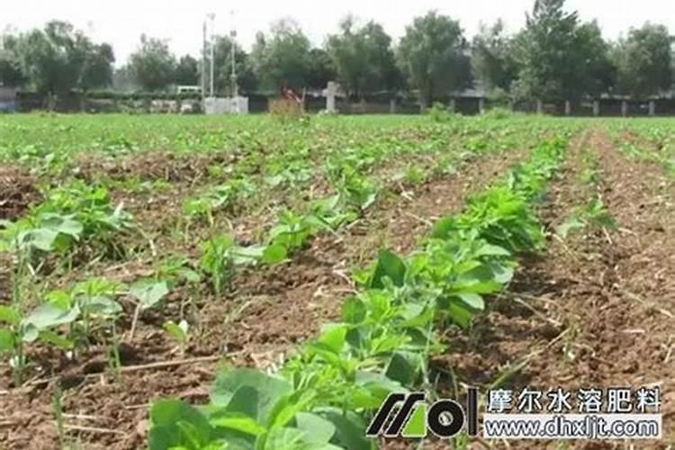 大豆开花期打什么叶面肥好 大豆用什么肥
