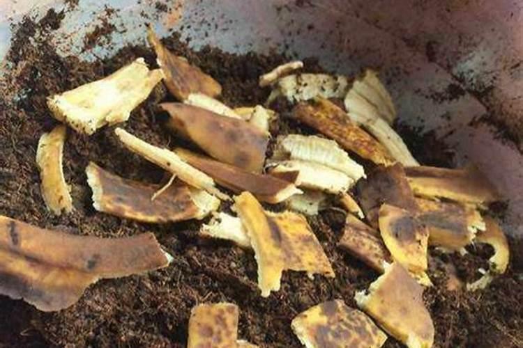 茭白常见的病害有哪些怎么防治