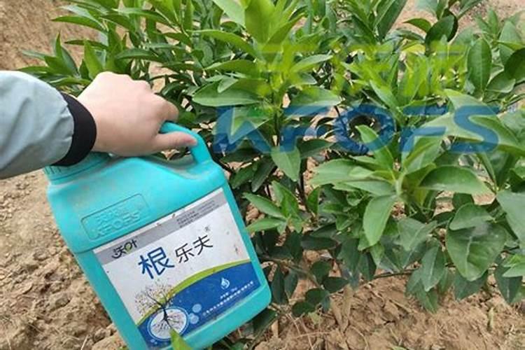 兰花用复合肥的使用方法