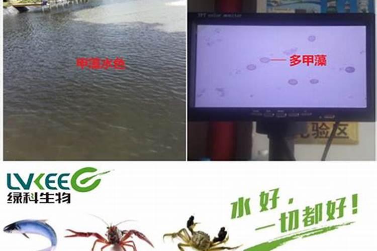 虾塘水变清的最简单处理方法