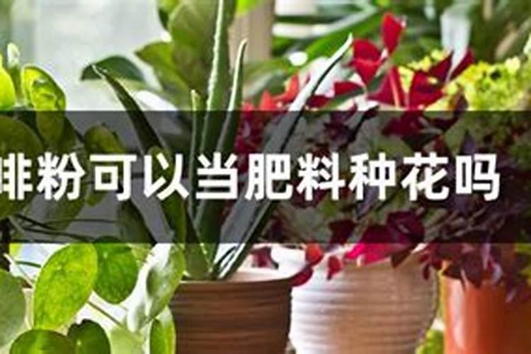 虎头兰的养殖方法和注意事项有哪些