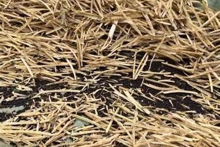 种油菜用什么肥最好