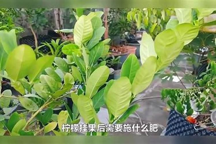 磷酸二氢钾可以浇米兰花吗