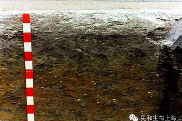 鸡粪发酵有机肥胺味重是什么原因