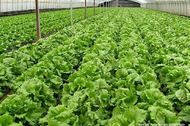 玉米喷完叶面肥多久能喷除草剂？