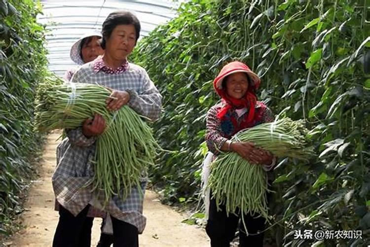 东北种植水稻什么钾更好