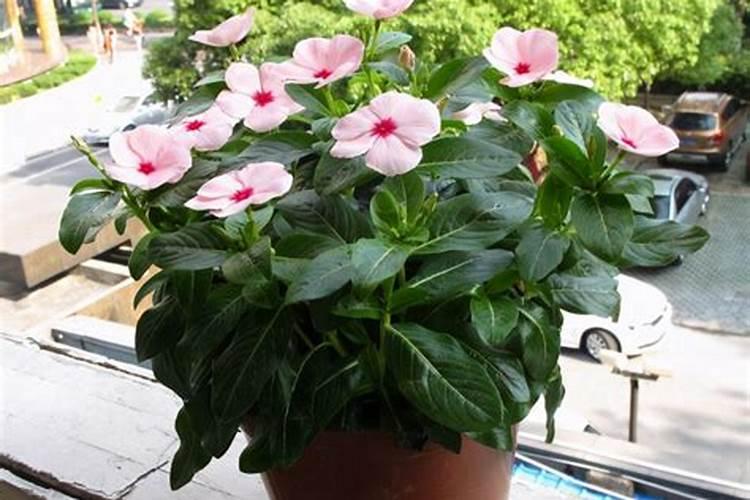 春天不开花的花种该施什么肥？