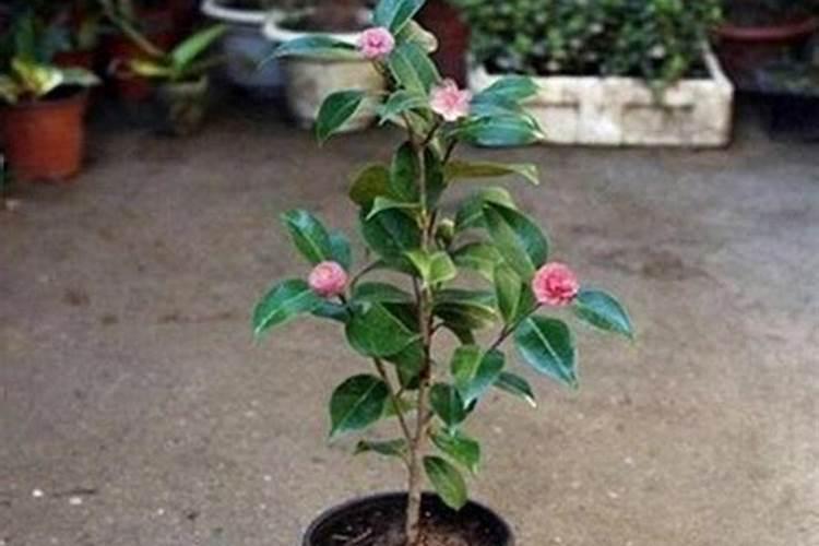 茶花移栽后多久施肥