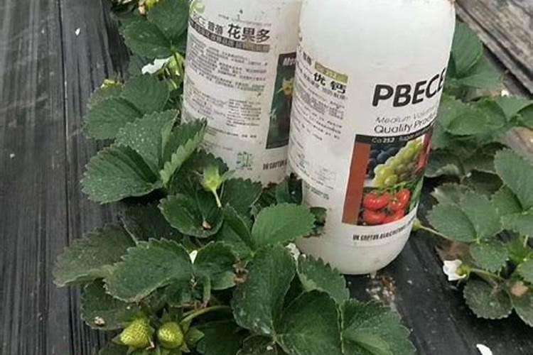 果树叶面肥喷施八注意 种果树需要注意什么
