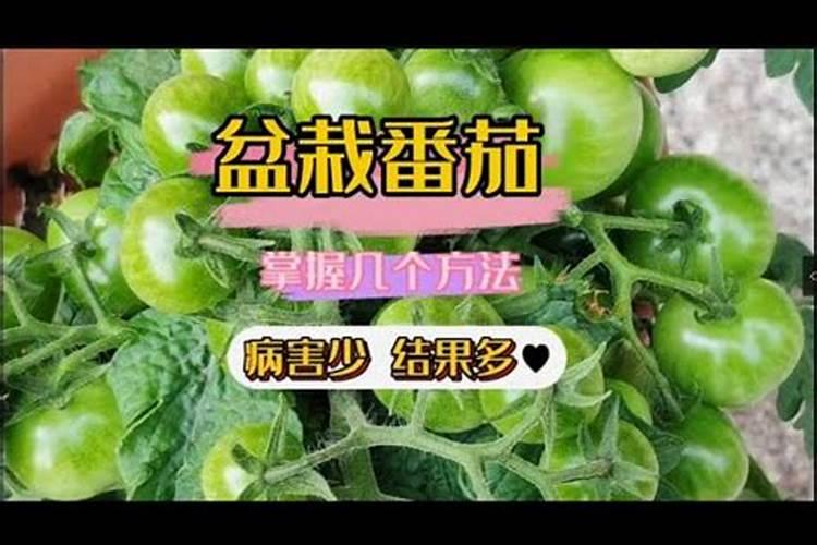 种植番茄想增产需要掌握哪些施肥技巧