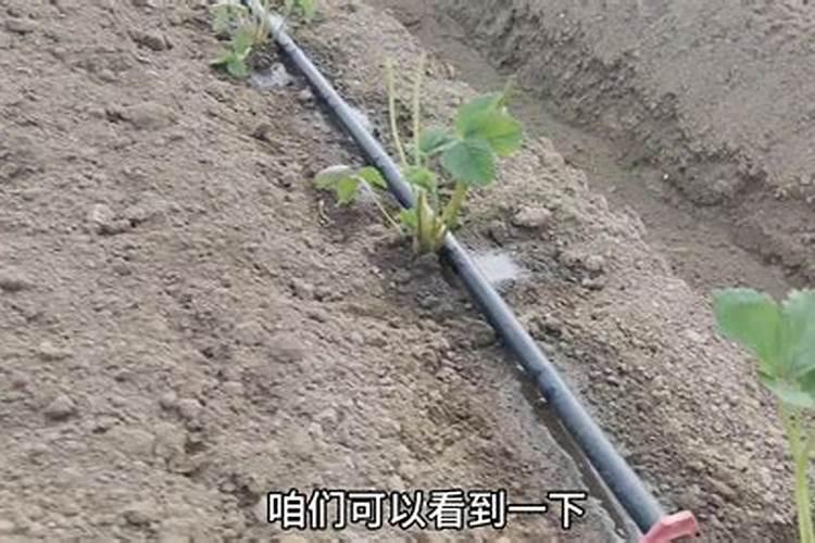 雨天水稻喷施叶面肥能够吸收吗