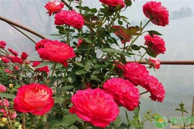 月季僵苗怎样才能发新芽