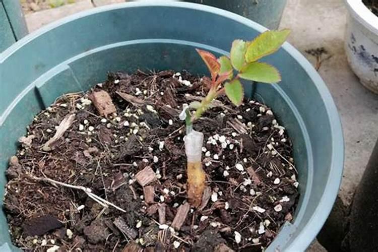 芸苔素内酯用于花卉会影响产种子的芽率吗？