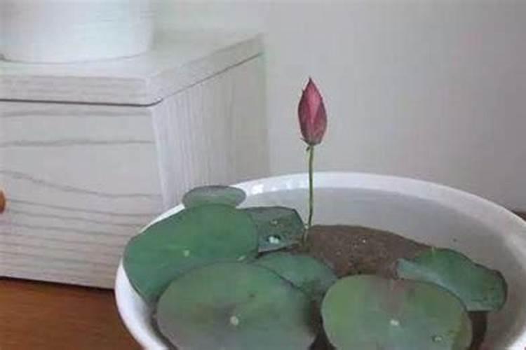 广西茶叶特产有哪些