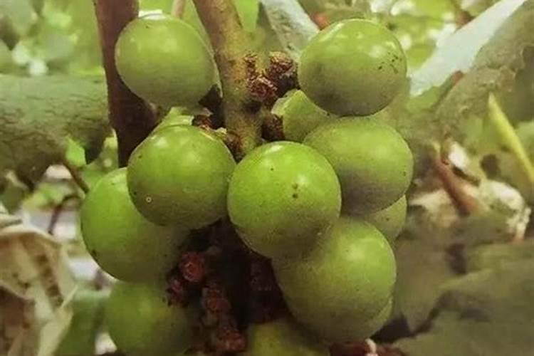 磷矿粉是农家肥吗