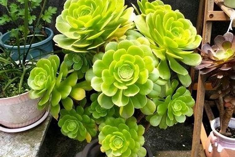 不同钾肥的适用作物和注意事项有哪些？