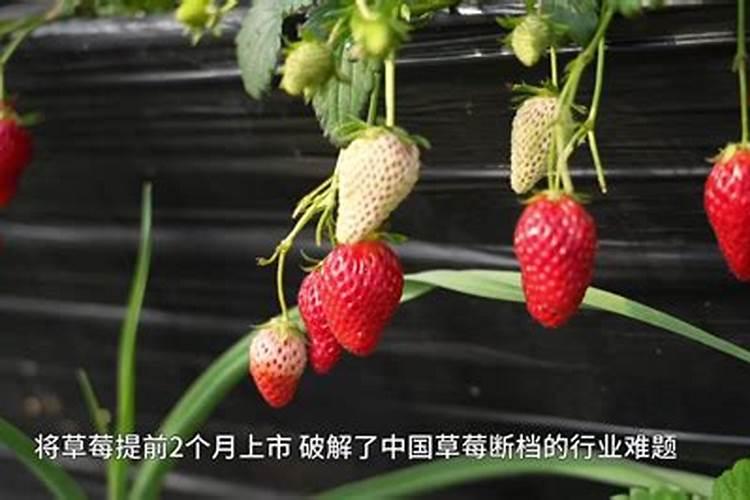 草莓需要氮磷钾肥有什 么作用？