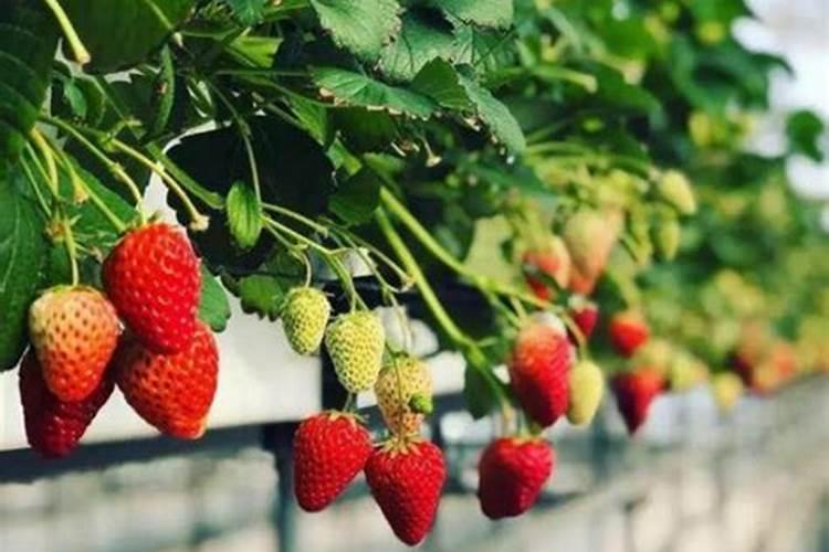 种草莓用什么肥料好 种草莓应该用什么肥料