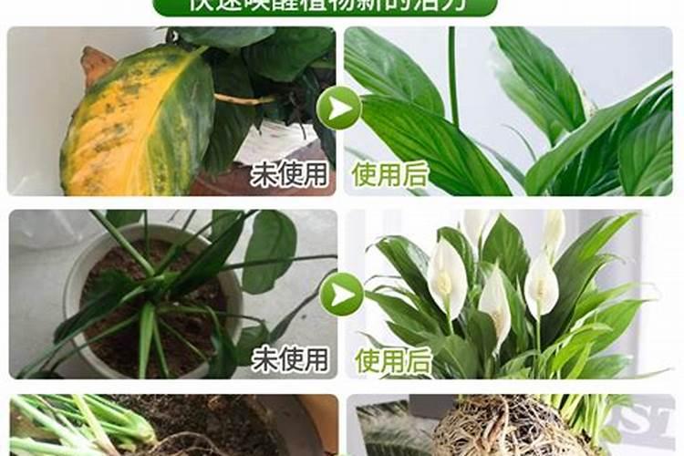 水培白掌怎么养